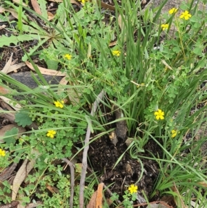 Oxalis perennans at Little Taylor Grasslands - 20 Jan 2024