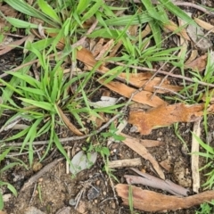 Ehrharta erecta (Panic Veldtgrass) at Little Taylor Grasslands - 20 Jan 2024 by galah681