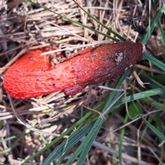 Phallus rubicundus (Phallus rubicundus) at Mount Majura - 29 Jan 2024 by abread111