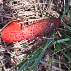 Phallus rubicundus at Mount Majura - 29 Jan 2024 12:07 PM