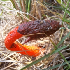 Phallus rubicundus at Mount Majura - 29 Jan 2024 12:07 PM