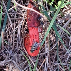 Phallus rubicundus at Mount Majura - 29 Jan 2024 12:07 PM