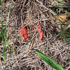 Phallus rubicundus at Mount Majura - 29 Jan 2024 12:07 PM