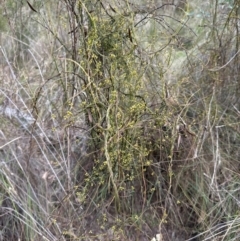 Cassytha pubescens (Devil's Twine) at Aranda Bushland - 23 Jan 2024 by lbradley