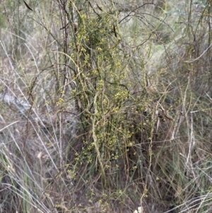 Cassytha pubescens at Aranda, ACT - 23 Jan 2024