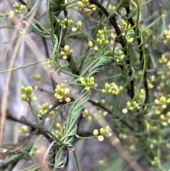 Cassytha pubescens at Aranda, ACT - 23 Jan 2024