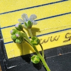 Cynoglossum australe (Australian Forget-me-not) at Googong Foreshore - 23 Jan 2024 by Steve818