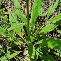 Cynoglossum australe at Googong Foreshore - 23 Jan 2024