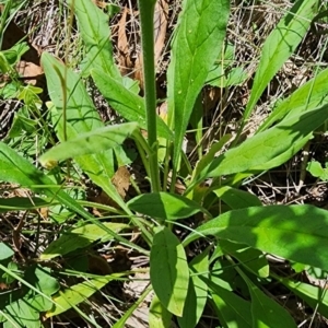 Cynoglossum australe at Googong Foreshore - 23 Jan 2024