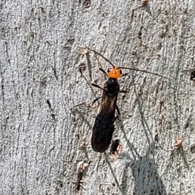 Callibracon capitator (White Flank Black Braconid Wasp) at Molonglo River Reserve - 23 Jan 2024 by trevorpreston