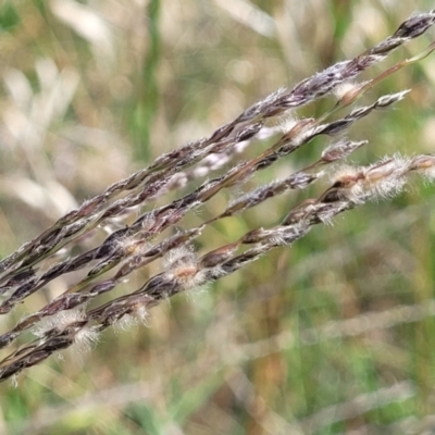 Digitaria brownii (Cotton Panic Grass) at Molonglo River Reserve - 23 Jan 2024 by trevorpreston