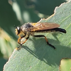 Neoscleropogon sp. (genus) (Robber fly) at Kama - 23 Jan 2024 by trevorpreston