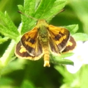 Ocybadistes walkeri at Cook, ACT - 23 Jan 2024