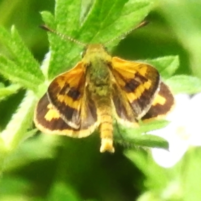 Ocybadistes walkeri (Green Grass-dart) at Cook, ACT - 23 Jan 2024 by JohnBundock