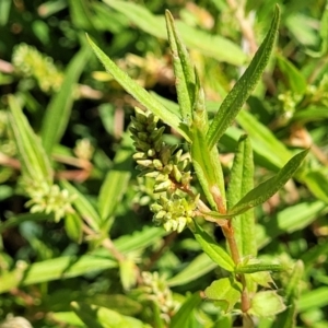 Persicaria prostrata at Molonglo River Reserve - 23 Jan 2024 03:55 PM