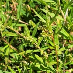 Persicaria prostrata at Molonglo River Reserve - 23 Jan 2024