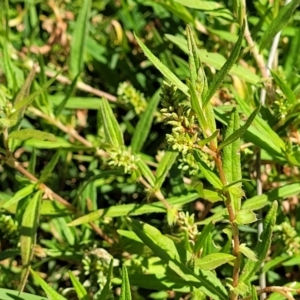 Persicaria prostrata at Molonglo River Reserve - 23 Jan 2024 03:55 PM