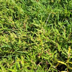 Persicaria prostrata at Molonglo River Reserve - 23 Jan 2024