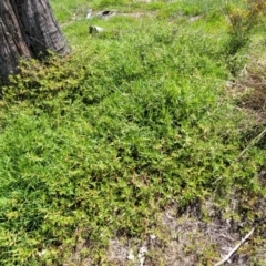 Persicaria prostrata at Molonglo River Reserve - 23 Jan 2024 03:55 PM