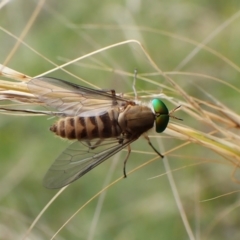 Ectenopsis sp. (March fly) at Cook, ACT - 23 Jan 2024 by CathB