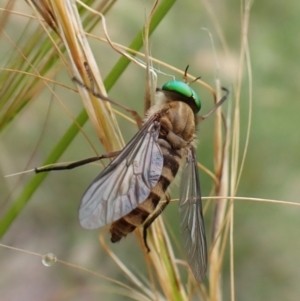 Ectenopsis sp. at Mount Painter - 23 Jan 2024