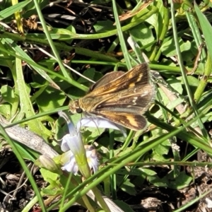 Taractrocera papyria at Kama - 23 Jan 2024