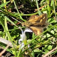 Taractrocera papyria at Kama - 23 Jan 2024