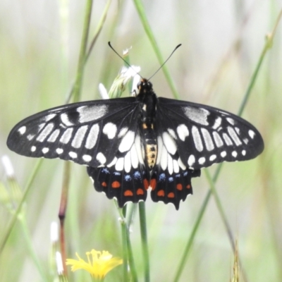 Papilio anactus (Dainty Swallowtail) at McQuoids Hill - 23 Jan 2024 by JohnBundock