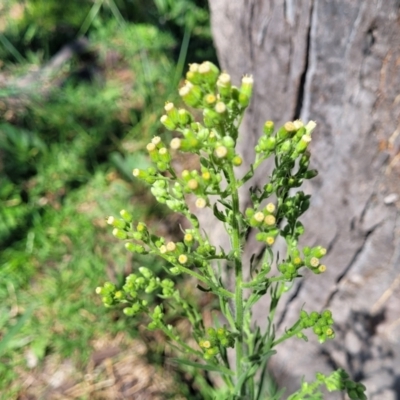 Erigeron bonariensis (Flaxleaf Fleabane) at Kama - 23 Jan 2024 by trevorpreston