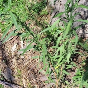 Erigeron bonariensis at Molonglo River Reserve - 23 Jan 2024