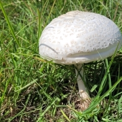 Macrolepiota dolichaula (Macrolepiota dolichaula) at Molonglo River Reserve - 23 Jan 2024 by trevorpreston