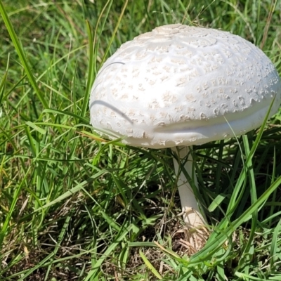 Macrolepiota dolichaula (Macrolepiota dolichaula) at Molonglo River Reserve - 23 Jan 2024 by trevorpreston