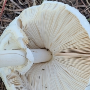 Macrolepiota dolichaula at Molonglo River Reserve - 23 Jan 2024