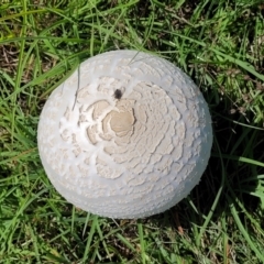 Macrolepiota dolichaula at Molonglo River Reserve - 23 Jan 2024