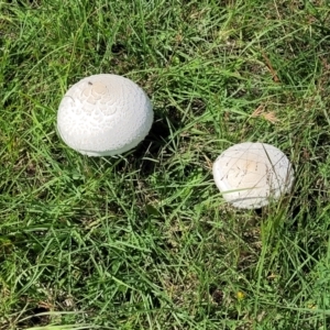 Macrolepiota dolichaula at Molonglo River Reserve - 23 Jan 2024