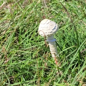 Macrolepiota dolichaula at Molonglo River Reserve - 23 Jan 2024