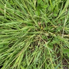 Paspalidium distans (Spreading Panic Grass) at Hall, ACT - 23 Jan 2024 by Rosie
