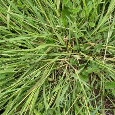 Paspalidium distans (Spreading Panic Grass) at Hall, ACT - 23 Jan 2024 by Rosie