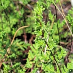 Cheilanthes sieberi subsp. sieberi (Narrow Rock Fern) at Molonglo River Reserve - 23 Jan 2024 by trevorpreston
