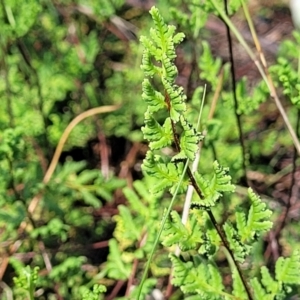 Cheilanthes sieberi subsp. sieberi at Kama - 23 Jan 2024