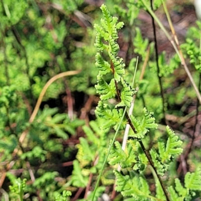 Cheilanthes sieberi subsp. sieberi (Narrow Rock Fern) at Molonglo River Reserve - 23 Jan 2024 by trevorpreston