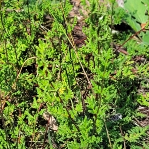 Cheilanthes sieberi subsp. sieberi at Kama - 23 Jan 2024