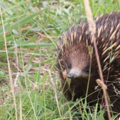 Tachyglossus aculeatus (Short-beaked Echidna) at Throsby, ACT - 23 Jan 2024 by Eirheart