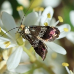 Nemophora sparsella (An Adelid Moth) at Red Hill to Yarralumla Creek - 23 Jan 2024 by LisaH