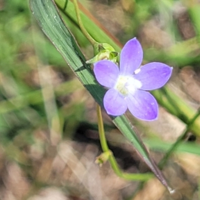 Wahlenbergia multicaulis (Tadgell's Bluebell) at Molonglo River Reserve - 23 Jan 2024 by trevorpreston