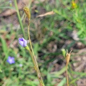 Wahlenbergia multicaulis at Kama - 23 Jan 2024