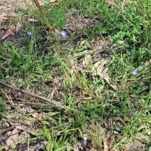 Wahlenbergia multicaulis at Kama - 23 Jan 2024 03:34 PM