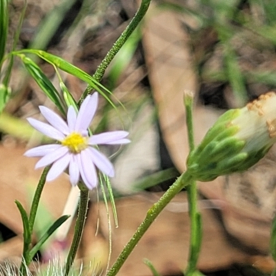 Vittadinia muelleri (Narrow-leafed New Holland Daisy) at Molonglo River Reserve - 23 Jan 2024 by trevorpreston