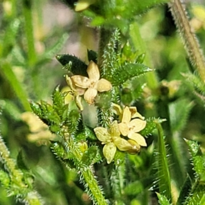 Galium gaudichaudii subsp. gaudichaudii (Rough Bedstraw) at Kama - 23 Jan 2024 by trevorpreston