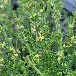 Galium gaudichaudii subsp. gaudichaudii at Kama - 23 Jan 2024 03:32 PM